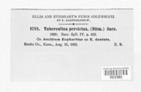 Tuberculina persicina image